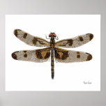 Banded Pennant Dragonfly Art Poster
