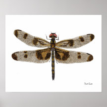Banded Pennant Dragonfly Art Poster