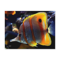 Banded, photo by JLH Post Card