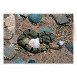 Banded Rock Rattlesnake Greeting Card