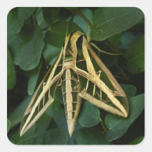 Banded Sphinx Moth Sticker