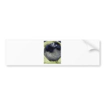 Bandit the Ferret Sleeping Bumper Stickers