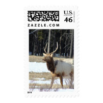 Banff Elk postage by litehrse Banff Elk postage