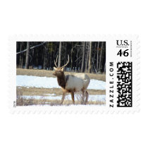 Banff Elk postage by litehrse Banff Elk postage