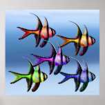 Banggai Cardinalfish Rainbow Poster Banggai Cardinalfish Rainbow Poster