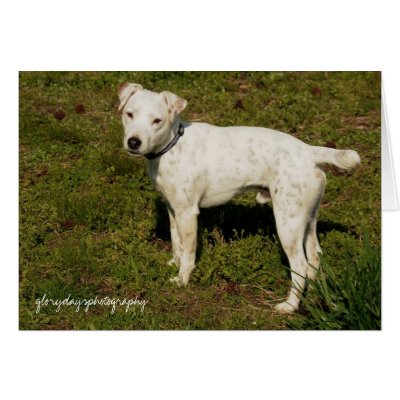 Banjo, Jack Russell Terrier Cards by heididunlop