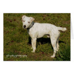 Banjo, Jack Russell Terrier cards