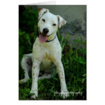 Banjo, May 2009 Card