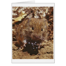 bank vole cards