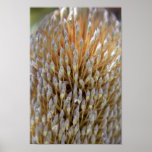 Banksia Flower Posters