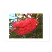 Banksia posters by brennop Banksia posters