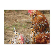 Bantam Hen and Rooster postcards