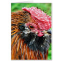 Bantam Hen Animal cards by lifesphere Bantam Hen Animal cards