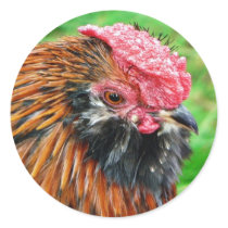 Bantam Hen Animal Sticker