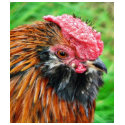 Bantam Hen Animal t-shirts by lifesphere Bantam Hen Animal t-shirts