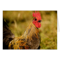 Bantam Rooster cards