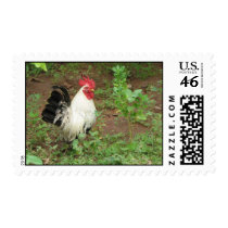 Bantam Rooster Postage