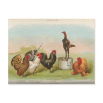 Bantams Post Card