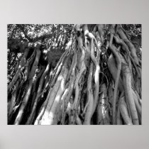 Banyan Poster