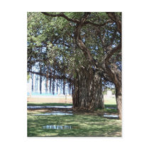 Banyan Tree 1 Postcards
