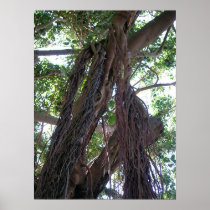 Banyan Tree 1 Poster