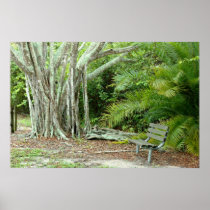Banyan Tree Bench Poster