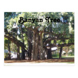 Banyan Tree Post Cards