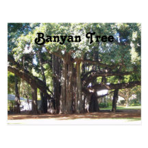 Banyan Tree Post Cards