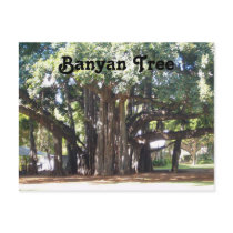 Banyan Tree Post Cards