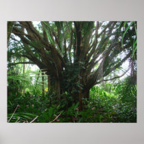 Banyan Tree Posters