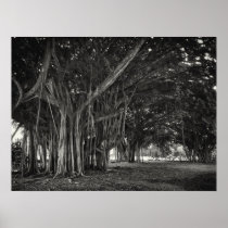 BANYAN TREE ROOT STRUCTURE PRINT