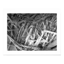 Banyan Tree Roots posters by moonrisings Banyan Tree Roots posters