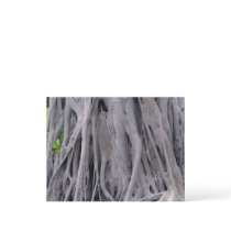 Banyan Tree Trunk Post Card
