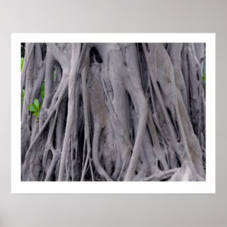 Banyan Tree Trunk Poster