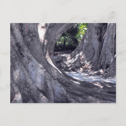 Banyan Trees postcard