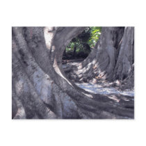 Banyan Trees Postcards
