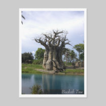 Baobab Tree Postcard