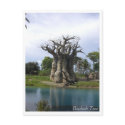 Baobab Tree Postcard