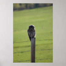 BAOW Barred Owl Posters