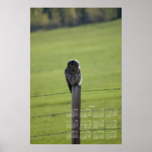 BAOW Barred Owl Print