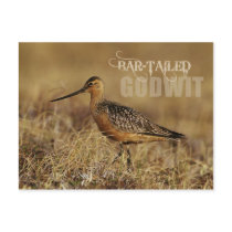 Bar-tailed Godwit, Alaska Post Cards