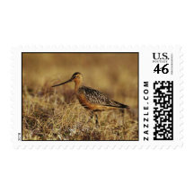 Bar-Tailed Godwit on Tundra Stamps