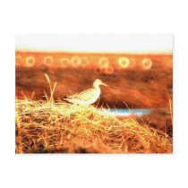 Bar-tailed Godwit Postcard