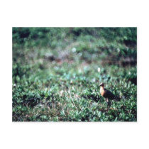 Bar-tailed Godwit Postcards