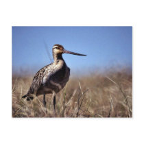 Bar-tailed Godwit Postcards