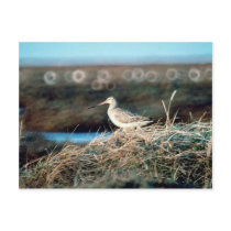 Bar-tailed Godwit Postcard