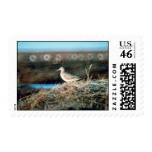 Bar-tailed Godwit Stamp