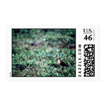 Bar-tailed Godwit Stamps