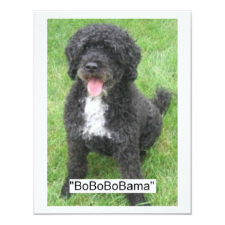 portuguese water obama portuguese invitations announcements zazzle portuguese water obama portuguese invitations announcements zazzle