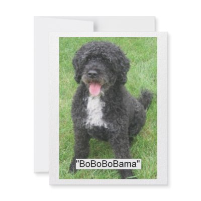 Barack Obama Portuguese Water Dog Invitations by SpeakYourMind